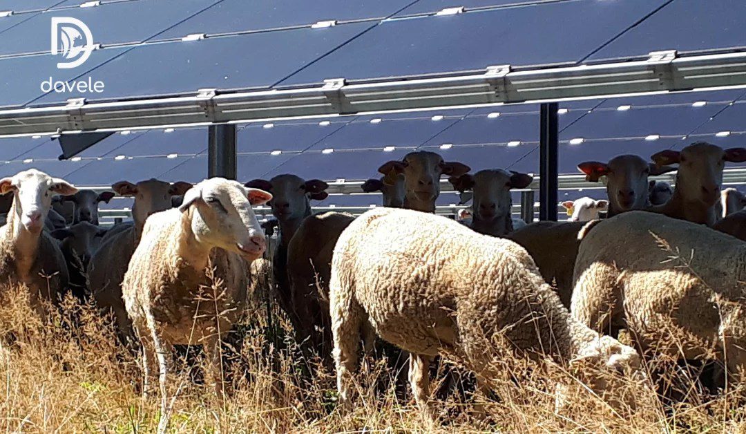 découvrez comment l'agrivoltaïsme, une solution innovante alliant agriculture et production d'énergie solaire, est encadré par des réglementations spécifiques. explorez les opportunités et défis qu'offre cette pratique pour une agriculture durable et respectueuse de l'environnement.