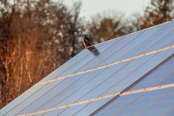 découvrez tout ce qu'il faut savoir sur le coût des panneaux photovoltaïques : prix d'achat, installation, aides financières et rentabilité à long terme. informez-vous pour faire le meilleur choix pour votre projet d'énergie solaire.
