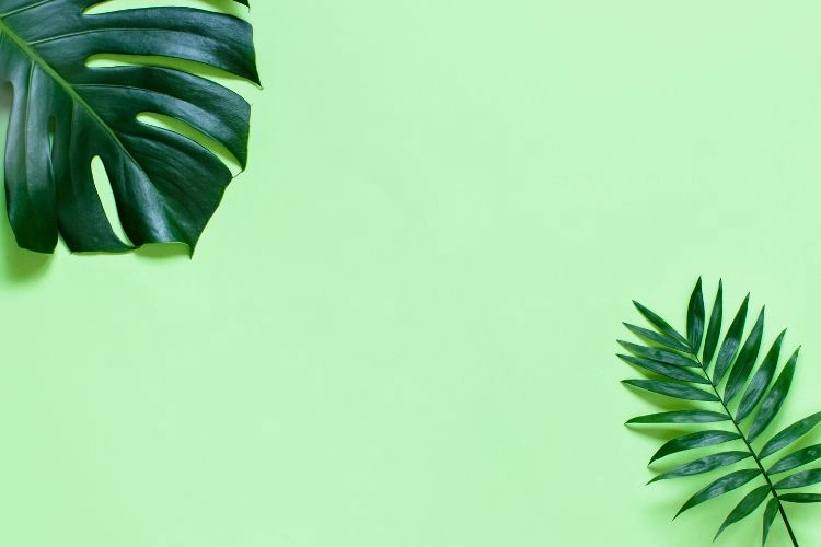 découvrez la tendance de l'eau verte, une couleur apaisante et rafraîchissante qui apporte une touche de nature à vos intérieurs. inspirez-vous de notre sélection de décorations, accessoires et inspirations pour intégrer cette nuance dans votre style de vie.