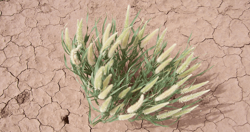 découvrez comment les pratiques agricoles s'adaptent aux défis du changement climatique, en améliorant la résilience des cultures et en garantissant une production durable face aux nouvelles conditions environnementales.