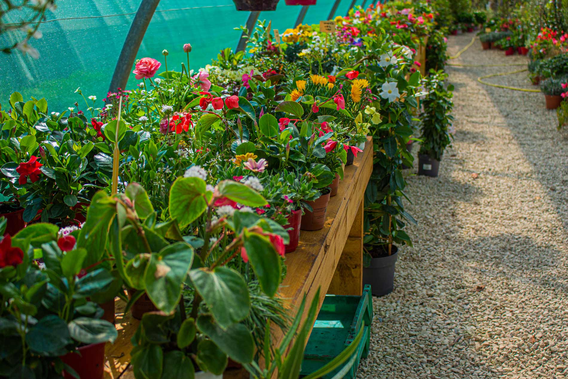 découvrez comment naturesolaire transforme votre jardin vert en un espace durable et éco-responsable. profitez de conseils et d'astuces pour intégrer des solutions solaires et optimiser votre espace extérieur tout en préservant l'environnement.