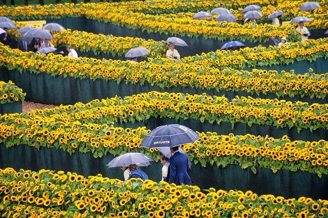 découvrez les mystères du soleil, une étoile fascinante qui illumine notre système solaire. apprenez les secrets de sa formation, son influence sur la terre et les pouvoir qu'il renferme, ainsi que son rôle essentiel pour la vie sur notre planète.