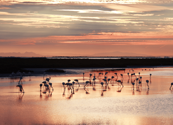 découvrez le charme du soleil régional cet été, où chaque instant devient un véritable paradis. évadez-vous au cœur des paysages ensoleillés et savourez des moments inoubliables dans une ambiance estivale.