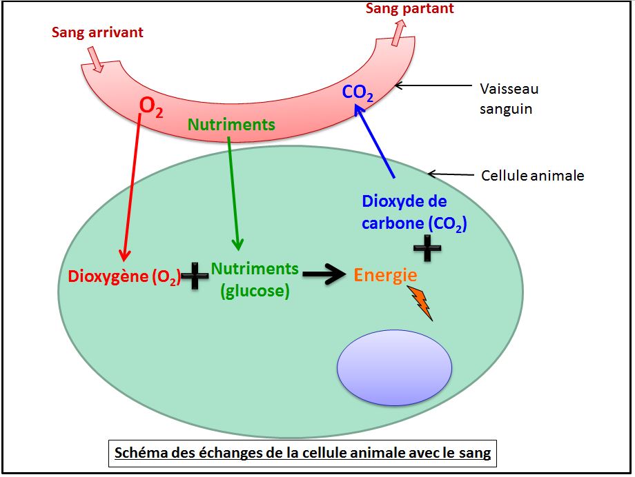 découvrez l'univers fascinant de l'énergétique animale, où la science et le bien-être animal se rencontrent. apprenez comment les techniques énergétiques peuvent améliorer la santé, le comportement et la qualité de vie de vos animaux de compagnie grâce à des approches naturelles et holistiques.