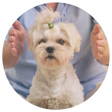 découvrez les fondements de l'énergétique animale, une discipline fascinante qui explore les interactions énergétiques entre les animaux et leur environnement. apprenez comment ces principes peuvent améliorer le bien-être animal, la santé et la performance dans divers contextes.