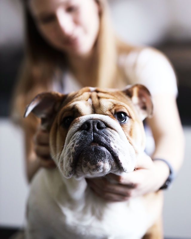 découvrez comment les soins énergétiques peuvent améliorer le bien-être de vos animaux. apprenez des techniques douces et naturelles pour harmoniser l'énergie de vos compagnons à quatre pattes et favoriser leur santé physique et émotionnelle.