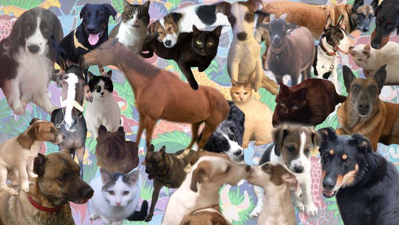 découvrez comment les soins énergétiques peuvent améliorer le bien-être de vos animaux. apprenez des techniques douces pour harmoniser leur énergie et favoriser leur santé physique et émotionnelle.