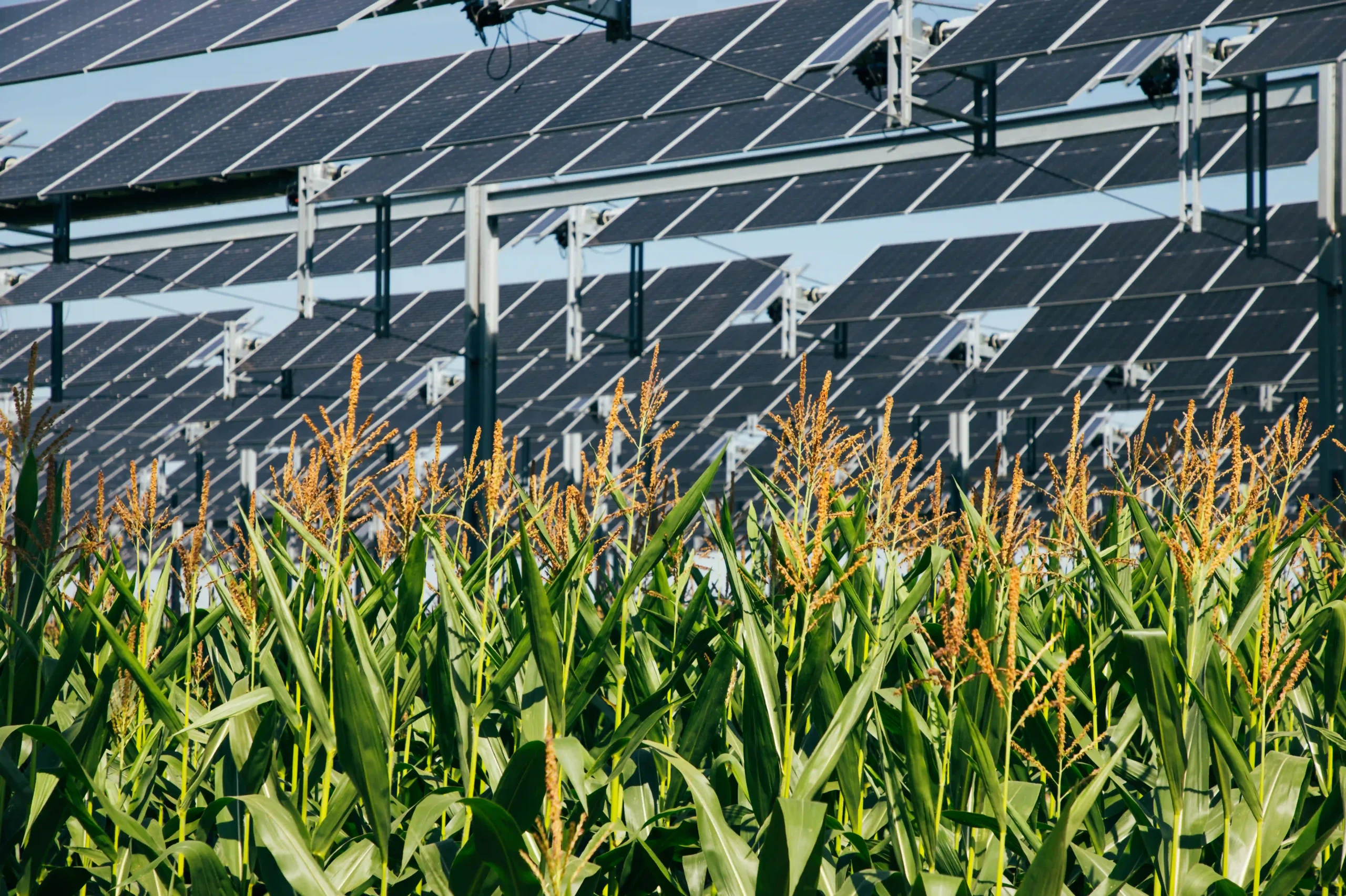 découvrez comment polytechnique innove dans le domaine de l'agriphotovoltaïsme durable, combinant agriculture et énergie solaire pour un avenir écologique et responsable.